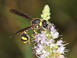 Attēlu rezultāti vaicājumam “Eumenes sp.”