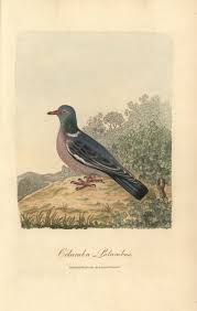 Image result for Columba palumbus