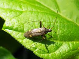 Attēlu rezultāti vaicājumam “Closterotomus biclavatus nymph”