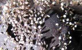 Attēlu rezultāti vaicājumam “Physarum pezizoideum macro”