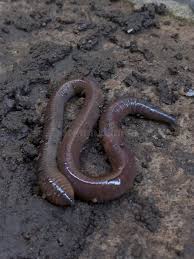 Attēlu rezultāti vaicājumam “Lumbricidae”