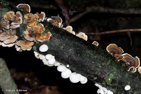 Attēlu rezultāti vaicājumam “Antrodia crassa”