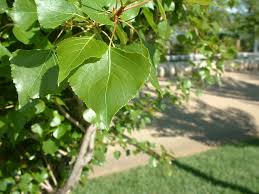 Attēlu rezultāti vaicājumam “Populus nigra leaf”