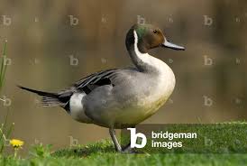 Attēlu rezultāti vaicājumam “Anas acuta”