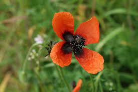 Attēlu rezultāti vaicājumam “Papaver argemone leaf”