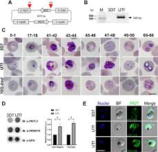 Attēlu rezultāti vaicājumam “Enteridium variabile plasmodium”