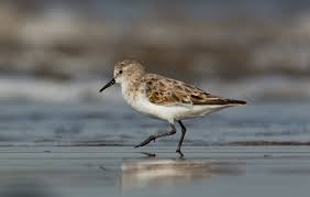 Attēlu rezultāti vaicājumam “Calidris minuta”
