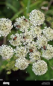 Attēlu rezultāti vaicājumam “Pseudovadonia livida”