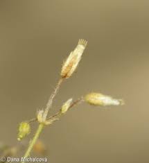 Attēlu rezultāti vaicājumam “Cerastium semidecandrum bud”