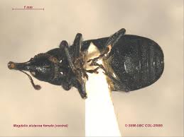 Attēlu rezultāti vaicājumam “Magdalis sp.”