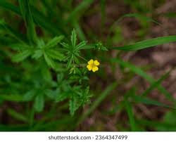 Attēlu rezultāti vaicājumam “Potentilla erecta leaf”
