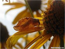 Attēlu rezultāti vaicājumam “Drepanepteryx phalaenoides”