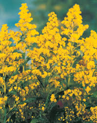 Attēlu rezultāti vaicājumam “Solidago canadensis”