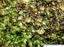 Attēlu rezultāti vaicājumam “Scapania mucronata”