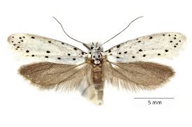 Attēlu rezultāti vaicājumam “Yponomeuta malinellus / cagnagella”