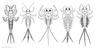 Attēlu rezultāti vaicājumam “Ephemeroptera larvae”
