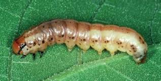 Attēlu rezultāti vaicājumam “Cribraria macrocarpa stalked”