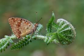 Attēlu rezultāti vaicājumam “Argynnis adippe underside”