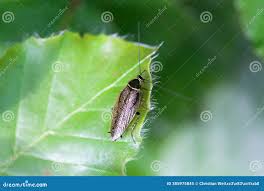 Attēlu rezultāti vaicājumam “Ectobius sylvestris”