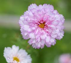 Image result for Cosmos bipinnatus `Double Click`