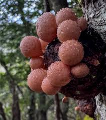 Attēlu rezultāti vaicājumam “Diachea subsessilis stalked”