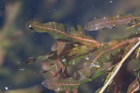 Attēlu rezultāti vaicājumam “Potamogetonaceae”