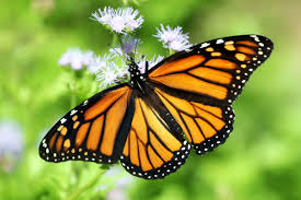 Image result for monarch butterfly