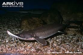 Image result for Scaphirhynchus platorynchus