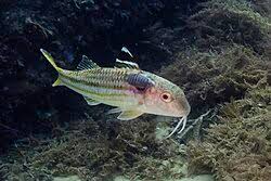 Image result for Mullus surmuletus