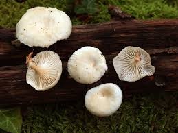 Attēlu rezultāti vaicājumam “Lentinus suavissimus”