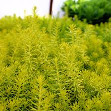 Attēlu rezultāti vaicājumam “Sedum rupestre”