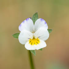 Attēlu rezultāti vaicājumam “Viola arvensis”