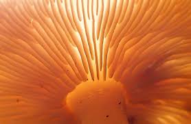 Attēlu rezultāti vaicājumam “Physarum auriscalpium macro”