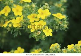 Attēlu rezultāti vaicājumam “Pentaphylloides fruticosa leaf”