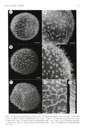 Attēlu rezultāti vaicājumam “Dianema nivale”