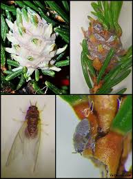 Attēlu rezultāti vaicājumam “Adelges laricis”