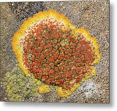 Attēlu rezultāti vaicājumam “Caloplaca saxicola”