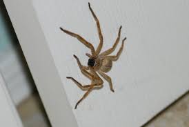 Image result for crab spider