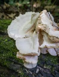 Attēlu rezultāti vaicājumam “Laetiporus sulphureus”