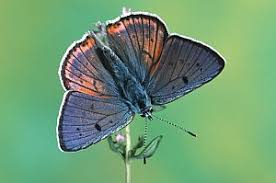 Attēlu rezultāti vaicājumam “Lycaena alciphron”