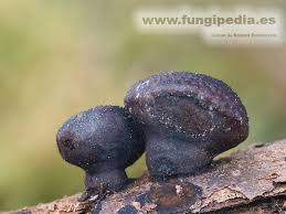 Attēlu rezultāti vaicājumam “Daldinia concentrica”