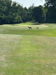 Image result for Castle Eden Golf Club