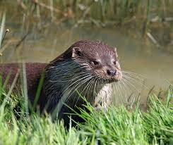 Image result for Eltham Otters