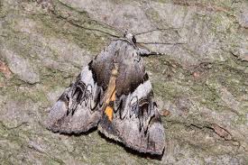 Attēlu rezultāti vaicājumam “Catocala fulminea”