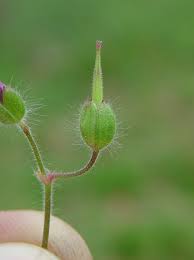 Attēlu rezultāti vaicājumam “Geranium palustre fruit”