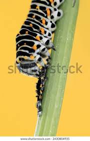 Attēlu rezultāti vaicājumam “Papilio machaon underside”
