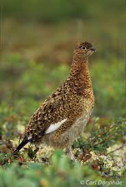 Attēlu rezultāti vaicājumam “Lagopus lagopus female”