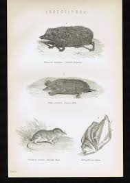 Attēlu rezultāti vaicājumam “Insectivora”