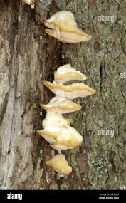 Attēlu rezultāti vaicājumam “Bondarzewia mesenterica”