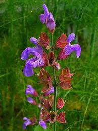 Attēlu rezultāti vaicājumam “Salvia officinalis”